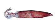 Καλαμάρι | Lovefish