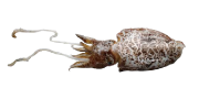 Σουπιά | Lovefish