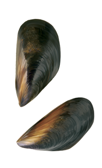 http://www.lovefish.gr/wp-content/uploads/2014/06/thalassina.png